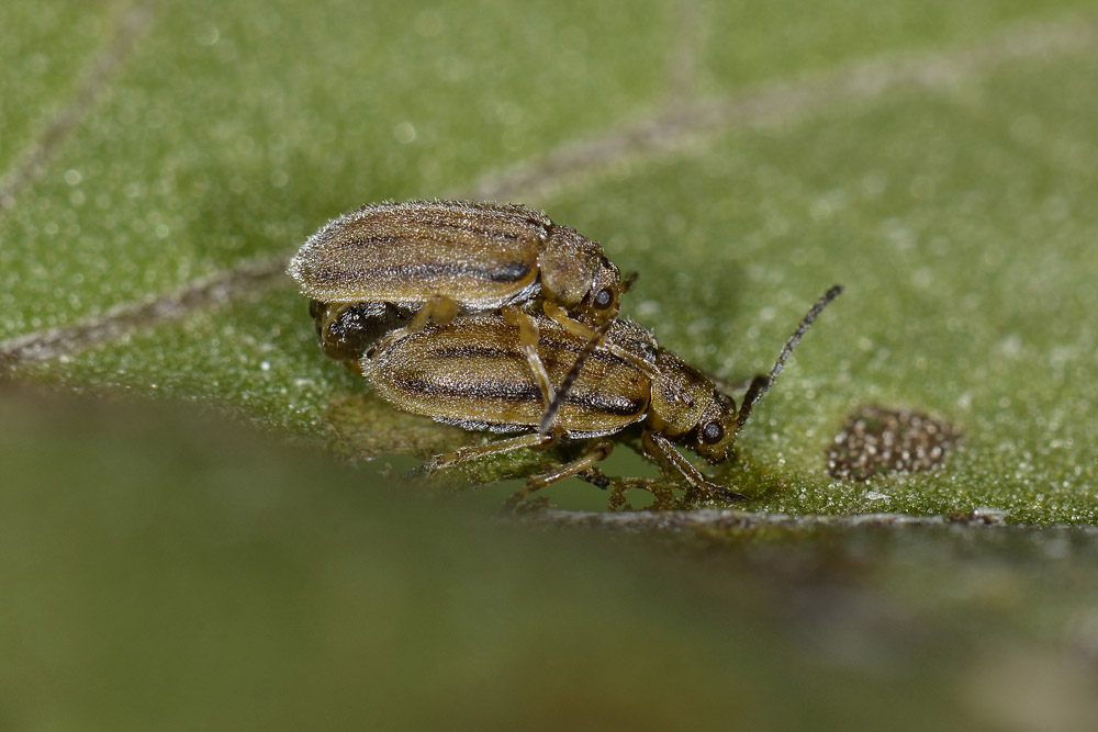 Ophraella communa, Crisomelide esotico